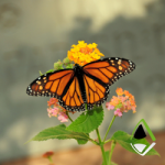 Apex Blog butterfly effect