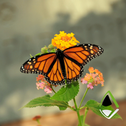 Apex Blog butterfly effect