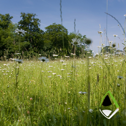 Apex Blog wildflower meadow