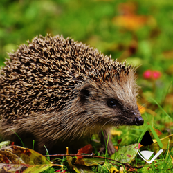 Apex Blog hedgehog