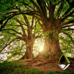 Apex Blog ancient trees