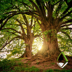 Apex Blog ancient trees