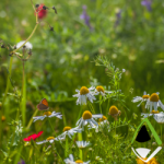 Apex Blog Biodiversity