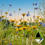 Biodiversity Net Gain Wildflowers Apex Blog