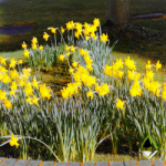 Planning for health daffodils Apex Blog