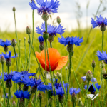 Apex Planning Blog Biodiversity Net Gain January 2026